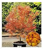 BALDUR Garten Japanischer Ahorn 'Katsura', 1 Pflanze, Acer palmatum Ahornbaum winterhart,...
