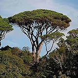 Steinkiefer, Schirmkiefer (Pinus Pinea) 5 Baumsamen: nur Samen