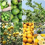 30 Stücke Zitronenbaum Samen - Lemon Tree - Säulenobstbäume, Geschenke Für Gartenfreunde...