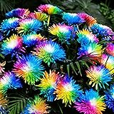 Haloppe 20 Stück Regenbogen-Chrysantheme Blumen Pflanzensamen für die Bepflanzung des Hausgartens,...