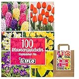 Blumenzwiebeln in Geschenkverpackung - Zwiebeln winterhart, Frühblüher Knollen Steckzwiebeln...