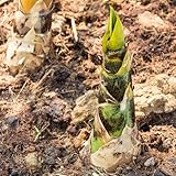 bambussprossen kräutersamen wintergemüse dekopflanzen bio balkon exotische zimmerpflanzen...