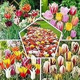 Ganzer Frühling Tulpenzwiebeln Mischung, 50 Zwiebeln, exklusive Tulpen aus Holland, 15 Sorten,...