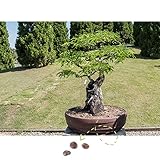 Exotische Bonsai Samen mit hoher Keimrate - Pflanzen Samen Set für deinen eigenen Bonsai Baum (1x...