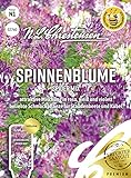 Spinnenblume Spider Mix, attraktive Mischung in rosa, weiß und violett, bienenfreundlich, Samen