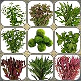 Daxton-Plant Algenkiller-Set, 5 Wasserpflanzen Bund + 1 Mooskugel, Aquariumpflanzen für...