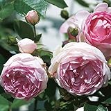 Kletterrose „Jasmina' (Premium) - violett-rosa blühende Topfrose im 6 L Topf - frisch aus der...