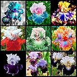 Qhaitang Iris Rhizome,Schwertlilien Winterhart Staude,Dekorativer Balkon,Blühende Blumen-bunte...