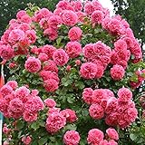 Kletterrose Rosarium Uetersen in Rosa - Kletter-Rose winterhart & duftend - Strauchrose, Pflanze...