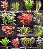 WFW wasserflora 6 verschiedene Bunde mit mehr als 40 Aquarium-Pflanzen - buntes Sortiment für ein...