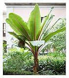 BALDUR Garten Winterharte Bananen Pflanze 'rot', 1 Pflanze, Musa Basjoo Red Bananenpflanze,...
