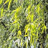 TrauerweideSamen, Salix babylonica, stauden winterhart mehrjährig Trauerweide alte sorten...