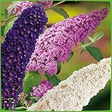 Drei-Farben-Sommerflieder 'Tricolor' (Buddleja Davidii) - Drei Farben Flieder in einem Topf von...