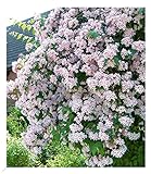 BALDUR Garten Rosa Perlmuttstrauch, 1 Pflanze, bienenfreundlich, winterhart, pflegeleicht,...