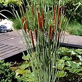 3x Typha latifolia - Binse - Teichpflanze - Winterhart - ⌀9 cm - 15-25 cm