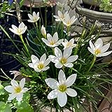 15 pcs Zephyranthes zwiebeln, blumenzwiebeln frühblüher, blüten, Zephyranthes candida, outdoor...