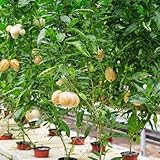 birnenmelone - samen garden pflanztopf obstsamen bäume exotische früchte - seltene pflanzen serie...