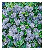 BALDUR Garten immergrüne Säckelblume Blauer Ceanothus 'Blue Mound', 1 Pflanze, Kalifornischer...