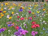 Blumenwiese mit 65 Wildkräuterarten, fünfjährige Bienenweide, insektenfreundliche Blühwiese,...