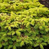 nordmanntannesamen, für balkon winterhart Abies nordmanniana luftreinigende steingarten dekoration...