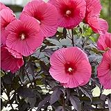 XXL Hibiscus moscheutos Carousel Pink Passion – Riesenhibiskus/Staudenhibiskus – Winterharte...