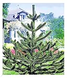 BALDUR Garten Affenschwanz-Baum, 1 Pflanze, Araucaria, Chilenische Schmucktanne, Affenbaum,...