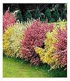 BALDUR Garten Ginster-Hecke Tricolor, 3 Pflanzen Cytisus praecox winterhart Heckenpflanzen,...