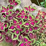 buntnessel winterharte, hochbeet buntnessel exotische grünpflanzen topfpflanzen draußen winterhart...