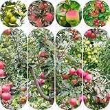 350 pcs äpfel samen indoor garten geschenk pflanzendeko pflanzen winterhart obstbaum saatgut...