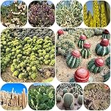 exotische kakteen kaktus seltene, exotische winterhart herbstpflanzen blühend blumenbeet,...