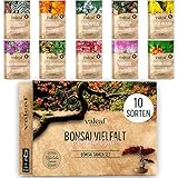 10 Bonsai Samen aus 5 Kontinenten I Exotische Baum Samen für deinen einzigartigen Bonsai Baum I...