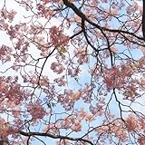 neem samen - neembaum - pflanzen balkon, blumen deko wohnzimmer niembaum grünpflanzen, gartendeko...