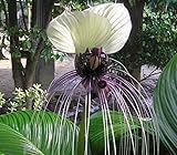 Stk - 6x Tacca Nivea White Fledermaus Garten Pflanzen - Samen A246 - Seeds & Plants Shop by Ipsa