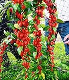 BALDUR Garten Goji 'Sweet Lifeberry®',1 Pflanze, vitamin- & mineralreich, trägt viele Früchte,...