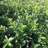 Buchsbaum, Buxus sinica, steingartenpflanzen winterhart nachhaltige produkte geschenke für...