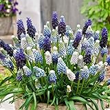 Bloomique - 50er-Mix - Muscari-Mix - Traubenhyazinthe - blaue Trauben - weiß, blau - Blumenzwiebeln...