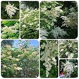 100 pcs Sorbaria sorbifolia samen gartenblumen pflanzen hochbeet samen winterharte pflanzen...