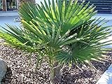 RARITÄT Frostharte Hanfpalme Trachycarpus Ukhrulensis Größe bis 100 cm. aus dem Gebirge von...