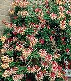 BALDUR Garten Duft Geißblatt 'Henry', Lonicera immergrün,1 Pflanze, immergrüne Kletterpflanze,...