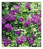 BALDUR Garten Rambler-Rosen 'Bleu Magenta', 1 Pflanze, Kletterrose winterhart mehrjährige...