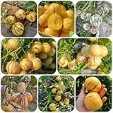 birnenmelone - samen obstsamen bäume zimmerpflanzen topf pflanze säulenobst stauden winterhart...