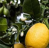 Zitronenbaum 'Zagara Bianca' – Citrus x limon, 100–140 cm – duftende weiße Blüten, essbare...