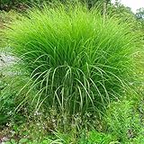 Miscanthus sinensis 'Gracillimus' Feinhalm Chinaschilf Unglaublich grazile Optik und feinen Halme Im...