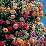 Kletterrosen Samen - Natürliche, Schnellwachsende Blumen für Garten, Balkon & Vertikale...
