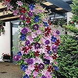 Gardeners Dream Clematis Regenbogen Winterharte Pflanzen - 4 x Farben Gemischte Dauerblüher...