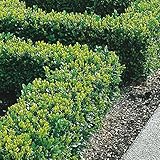 Buchsbaumhecke 20-40cm Buxus Sempervirens Dichte immergrüne Hecke getopft (25 Pflanzen)