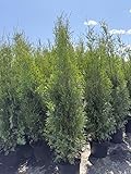 5 Thuja Brabant 125-150cm XXl ohne Topf gemessen frisch vom Feld Gartenhecke Heckenpflanzen...