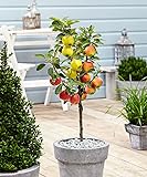 Plant in a Box - Trio-Apfelbaum - 3 Apfelsorten an 1 Baum - Topf 17cm - Höhe 60-70cm - Malus...