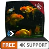 free beautiful aquarium HD - dekorieren Sie Ihr Zimmer mit einem wunderschönen Aquarium auf Ihrem...